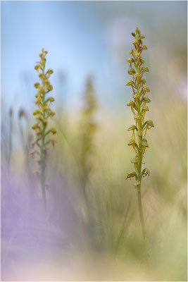 Ohnsporn (Orchis anthropophora), Frankreich, Drôme