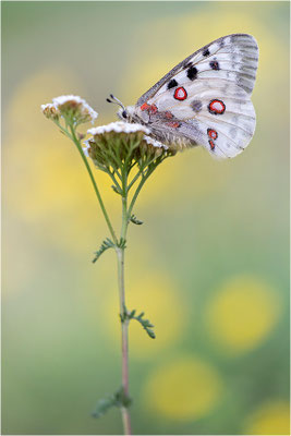 Roter Apollo (Parnassius apollo antijesuitus), Spanien, Provinz Lleida