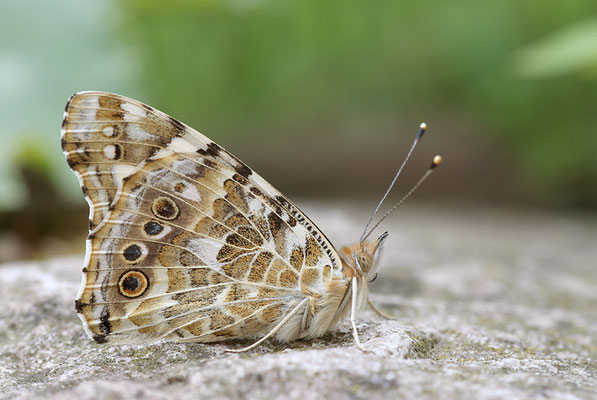 Distelfalter (Vanessa cardui), Deutschland, Baden-Württemberg