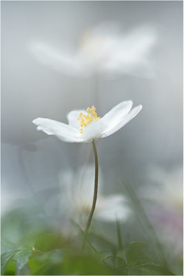 Buschwindröschen (Anemone nemorosa), Deutschland, Baden-Württemberg