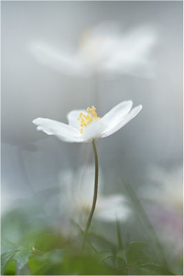 Buschwindröschen (Anemone nemorosa), Deutschland, Baden-Württemberg