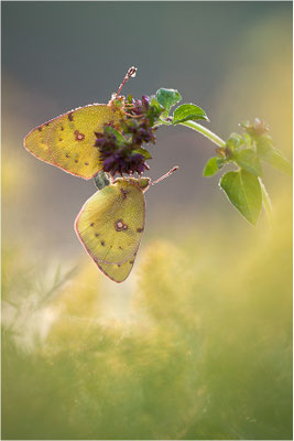 Hufeisenklee-Gelbling/Goldene Acht (Colias alfacariensis/Colias hyale), Paarung, Deutschland, Baden-Württemberg