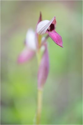 Einschwieliger Zungenstendel (Serapias lingua), Korsika