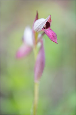 Einschwieliger Zungenstendel (Serapias lingua), Korsika