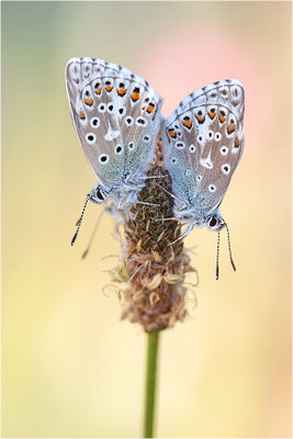 Himmelblauer Bläuling (Polyommatus bellargus), Deutschland, Baden-Württemberg