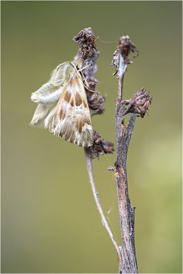 Loreley-Dickkopffalter (Carcharodus lavatherae), Italien, Region Aostatal, 1.400m