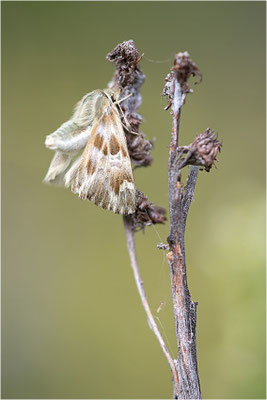 Loreley-Dickkopffalter (Carcharodus lavatherae), Italien, Region Aostatal, 1.400m