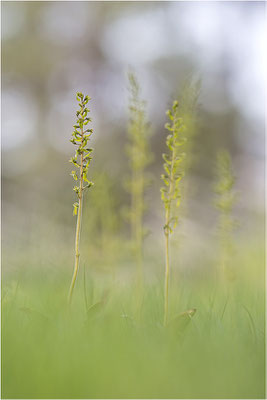 Großes Zweiblatt (Listera ovata), Gotland, Schweden