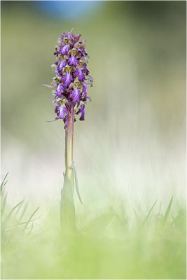 Riesen-Knabenkraut (Himantoglossum robertianum), Provence, Frankreich