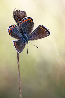 Himmelblauer Bläuling (Polyommatus bellargus), Weibchen, Frankreich, Ardèche