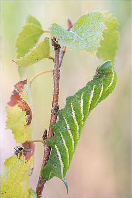 Abendpfauenauge (Smerinthus ocellata)