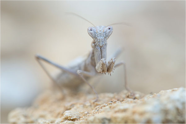 Graue Fangschrecke (Ameles decolor), Weibchen, Frankreich, Drôme