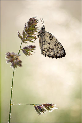 Schachbrettfalter (Melanargia galathea), Männchen mit asymmetrischen Flügeln, Deutschland, Baden-Württemberg