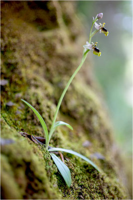 Norman´s Ragwurz (Ophrys normanii)