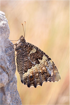 Weißer Waldportier (Brintesia circe), Frankreich, Ardèche