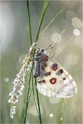 Roter Apollo (Parnassius apollo linnei), Schweden, Gotland