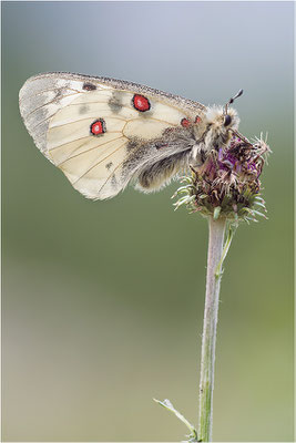 Hochalpen-Apollo (Parnassius phoebus), Italien, Region Aostatal