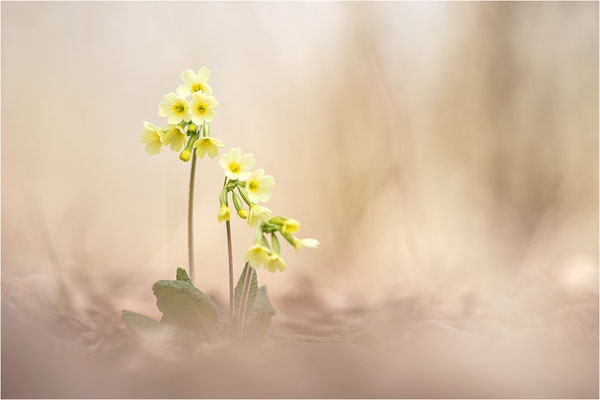 Hohe Schlüsselblume (Primula elatior), Deutschland, Baden-Württemberg