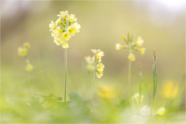 Hohe Schlüsselblume (Primula elatior), Deutschland, Baden-Württemberg