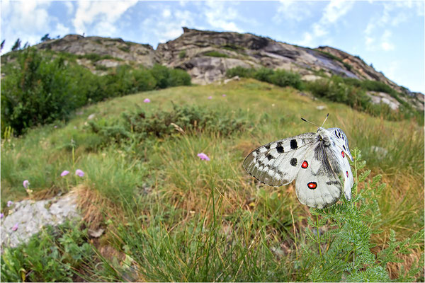 Roter Apollo (Parnassius apollo pedemontanus), Italien, Region Aostatal, 2.100m