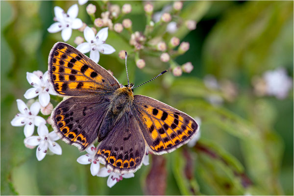 Lycaena tityrus