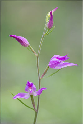 Rotes Waldvöglein (Cephalanthera rubra), Gotland, Schweden