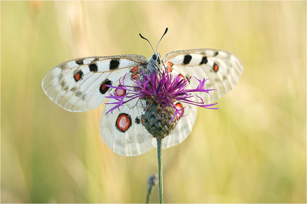 Roter Apollo (Parnassius apollo lithographicus), Deutschland, Oberbayern