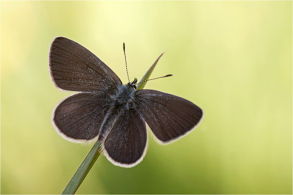 Zwergbläuling (Cupido minimus), Schweiz, Wallis