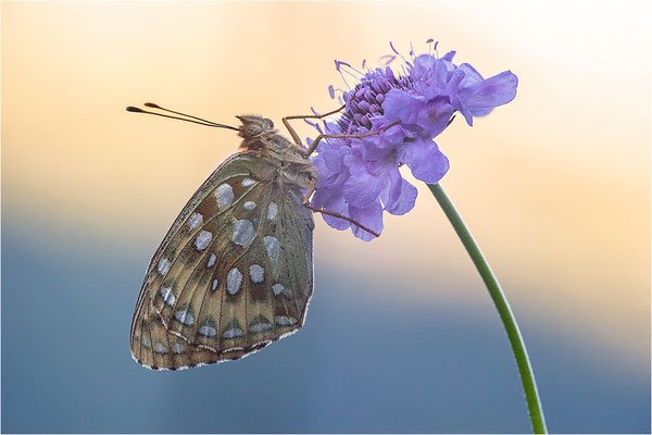 Großer Perlmutterfalter (Argynnis aglaja), Schweiz, Kanton Bern