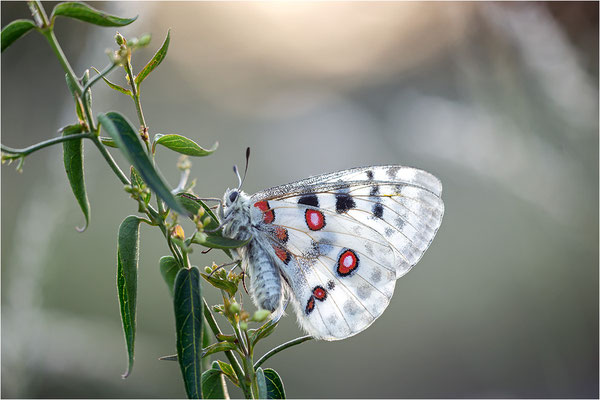 Roter Apollo (Parnassius apollo linnei), Schweden, Gotland