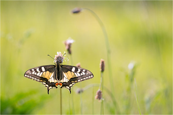 Schwalbenschwanz (Papilio machaon), Deutschland, Baden-Württemberg