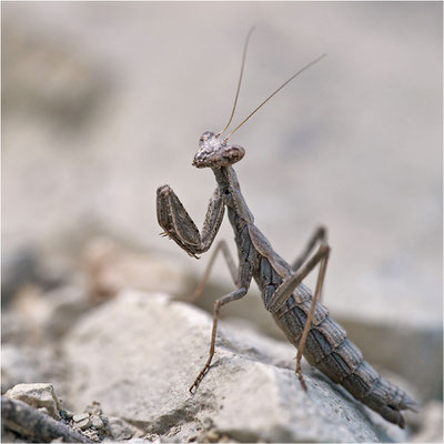 Graue Fangschrecke (Ameles decolor), weibl. Larve, Frankreich, Drôme