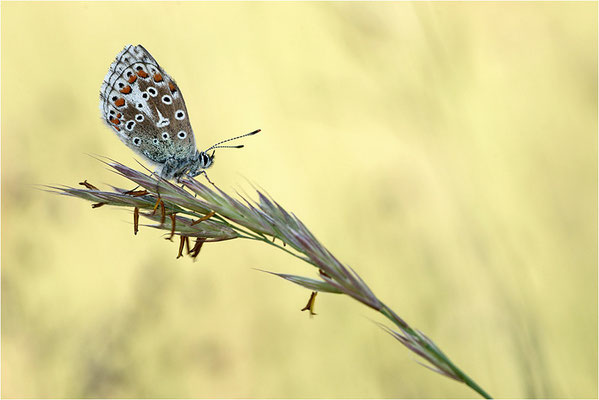 Himmelblauer Bläuling (Polyommatus bellargus), Deutschland, Baden-Württemberg