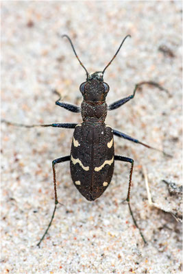 Heide-Sandlaufkäfer (Cicindela sylvatica), Schweden, Farö