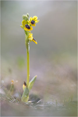 Ophrys lutea