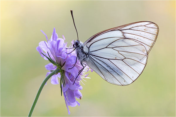 Baumweißling (Aporia crataegi), Frankreich, Cantal