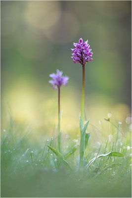 Affen-Knabenkraut (Orchis simia), Frankreich, Isere