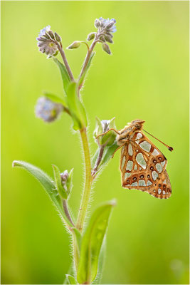 Kleiner Perlmutterfalter (Issoria lathonia), Deutschland, Brandenburg