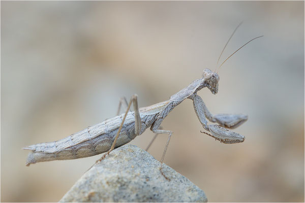 Graue Fangschrecke (Ameles decolor), Weibchen, Frankreich, Drôme