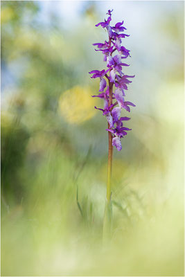Orchis ichnusae