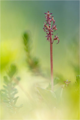 Kleines Zweiblatt (Listera cordata), Norrbotten, Schweden