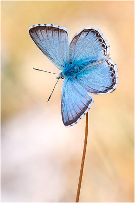 Silbergrüner Bläuling (Polyommatus coridon), Männchen, Frankreich, Bouches-du-Rhône