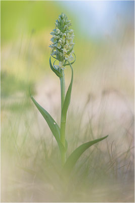 Strohgelbe Fingerwurz (Dactylorhiza ochroleuca), Schweden, Gotland