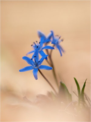 Zweiblättriger Blaustern (Scilla bifolia), Deutschland, Baden-Württemberg