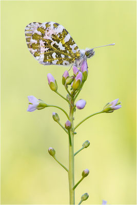 Aurorafalter (Anthocharis cardamines), Männchen, Deutschland, Baden-Württemberg