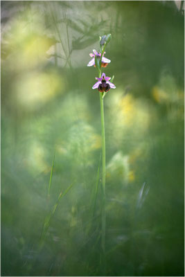 Ophrys aveyronensis