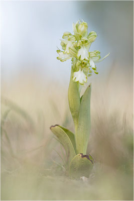 Riesen-Knabenkraut (Himantoglossum robertianum), Provence, Frankreich