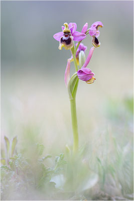 Ophrys tenthredinifera