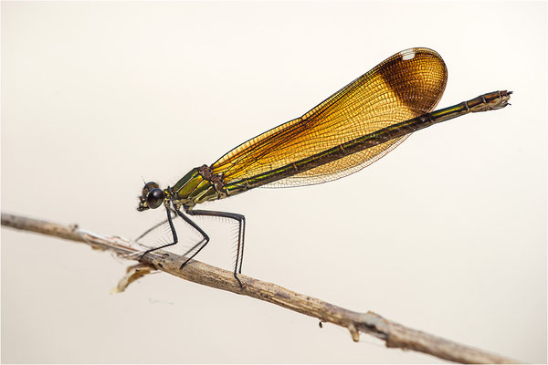 Bronzene Prachtlibelle (Calopteryx haemorrhoidalis), Weibchen, Dep. Drôme, Frankreich