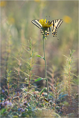 Südlicher Schwalbenschwanz (Papilio alexanor destelensis), Männchen, Frankreich, Dep. Vaucluse